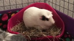 Cum să înveți un porc de guinee la tavă